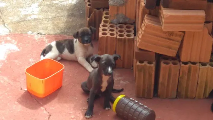 Cachorro ra a Indefinida idade 2 a 6 meses nome Sem nome