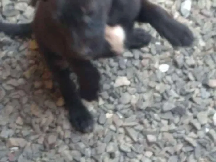 Cachorro ra a Indefinida idade 2 a 6 meses nome Sem nome