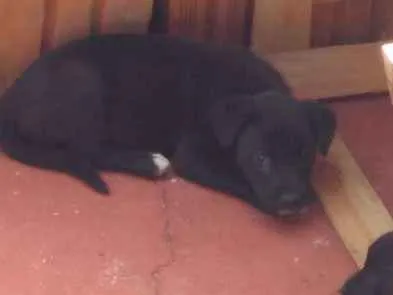 Cachorro ra a Indefinida idade 2 a 6 meses nome Sem nome