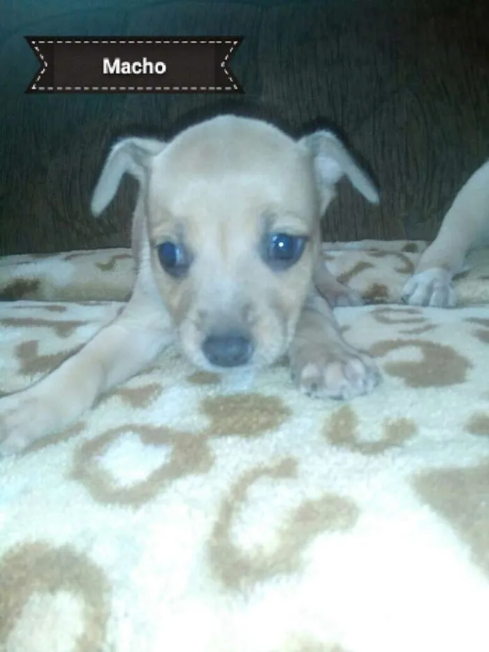 Cachorro ra a Mistura de labrador idade Abaixo de 2 meses nome Sem nome