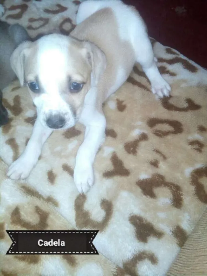 Cachorro ra a Mistura de labrador idade Abaixo de 2 meses nome Sem nome