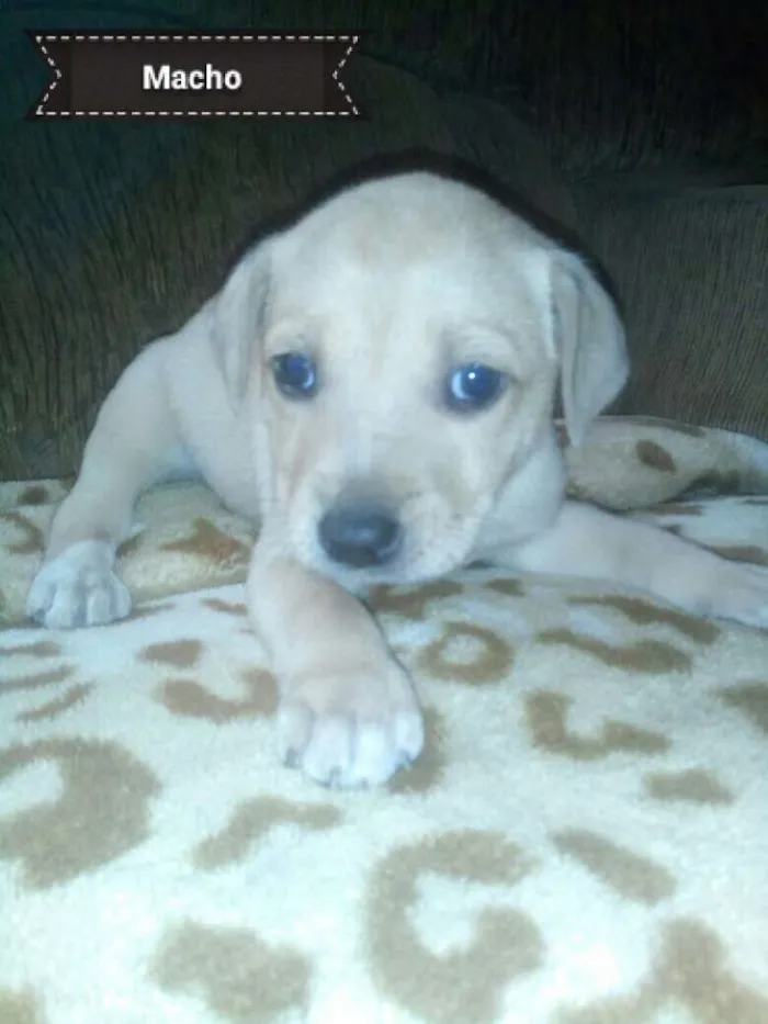 Cachorro ra a Mistura de labrador idade Abaixo de 2 meses nome Sem nome