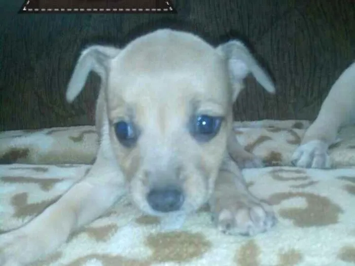 Cachorro ra a Mistura de labrador idade Abaixo de 2 meses nome Sem nome
