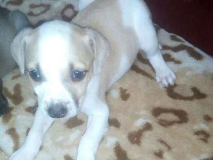 Cachorro ra a Mistura de labrador idade Abaixo de 2 meses nome Sem nome