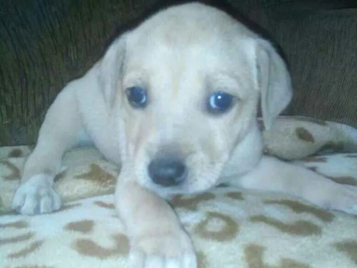 Cachorro ra a Mistura de labrador idade Abaixo de 2 meses nome Sem nome
