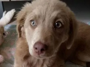 Cachorro raça não sei  idade 2 a 6 meses nome sem nome
