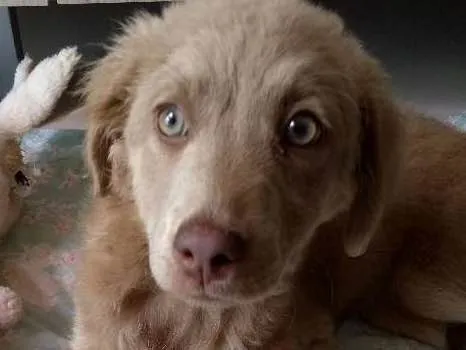Cachorro ra a não sei  idade 2 a 6 meses nome sem nome