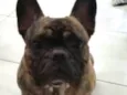 Teco