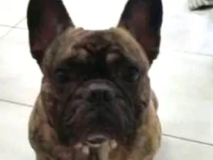 Cachorro raça Bulldog Frances idade 5 anos nome Teco
