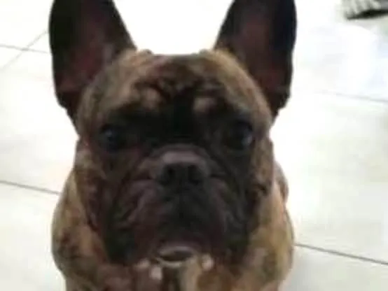 Cachorro ra a Bulldog Frances idade 5 anos nome Teco