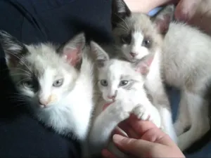 Gato raça Mestiços siames  idade 2 a 6 meses nome Irmãzinhos