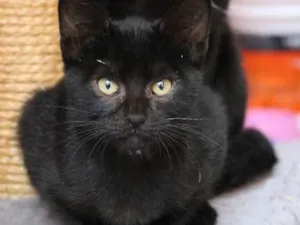 Gato raça srd idade  nome Maria