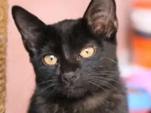 Gato raça srd idade 2 a 6 meses nome AMORA