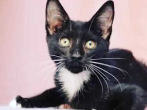 Gato raça srd idade  nome FELIX