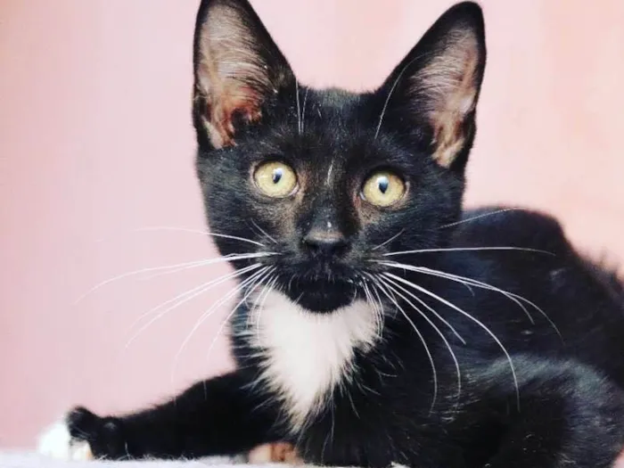 Gato ra a srd idade  nome FELIX