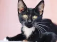 FELIX
