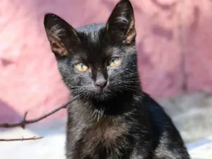Gato raça srd idade 2 a 6 meses nome Tainá