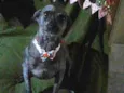 Beonce