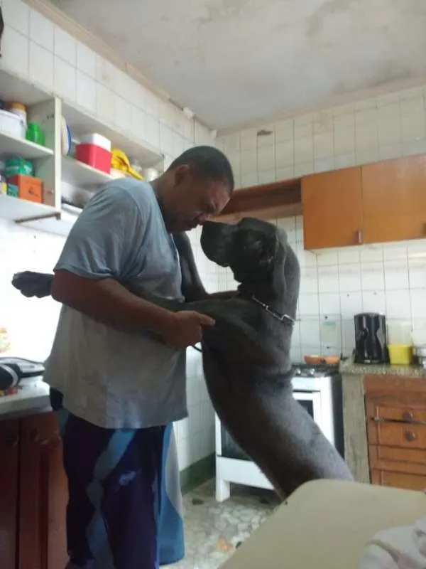 Cachorro ra a Dogue Alemão idade 1 ano nome Thor