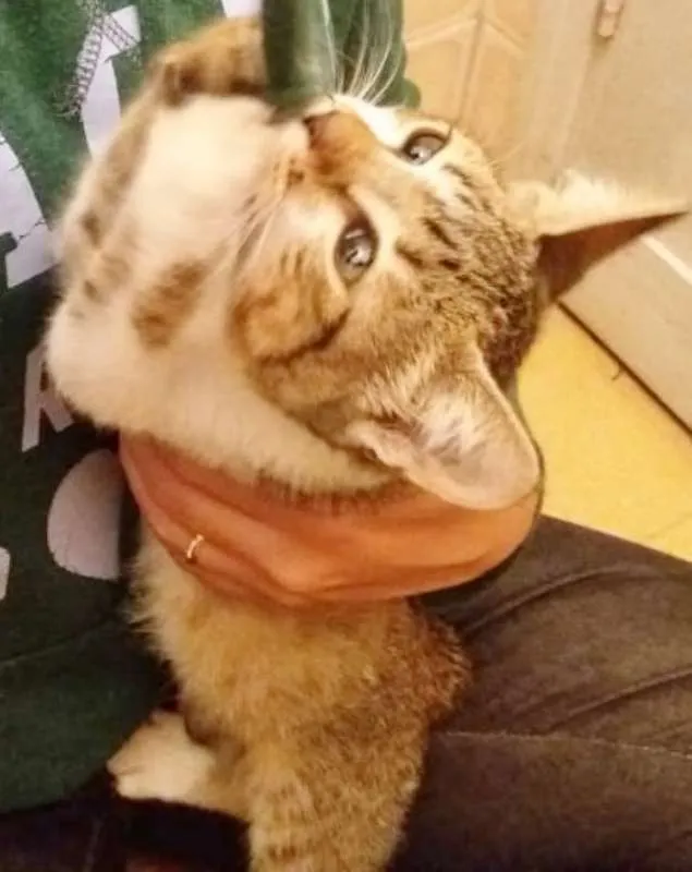 Gato raça SRD idade 2 a 6 meses nome GATINHA MALHADA