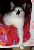 Titi