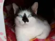 Titi