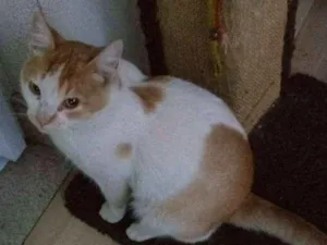 Gato raça Sem raça definida idade 1 ano nome Nao sabemos o nome