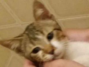 Gato raça SRD idade 2 a 6 meses nome GATINHA MALHADA