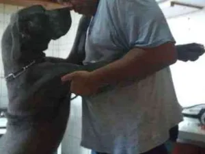 Cachorro raça Dogue Alemão idade 1 ano nome Thor