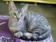 Shaia