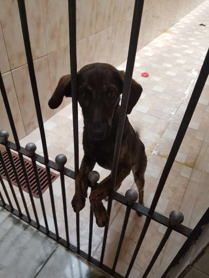 Cachorro ra a Vira lata idade 7 a 11 meses nome Nina