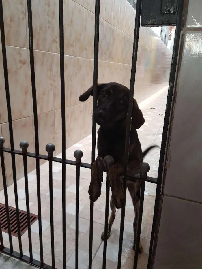 Cachorro ra a Vira lata idade 7 a 11 meses nome Nina