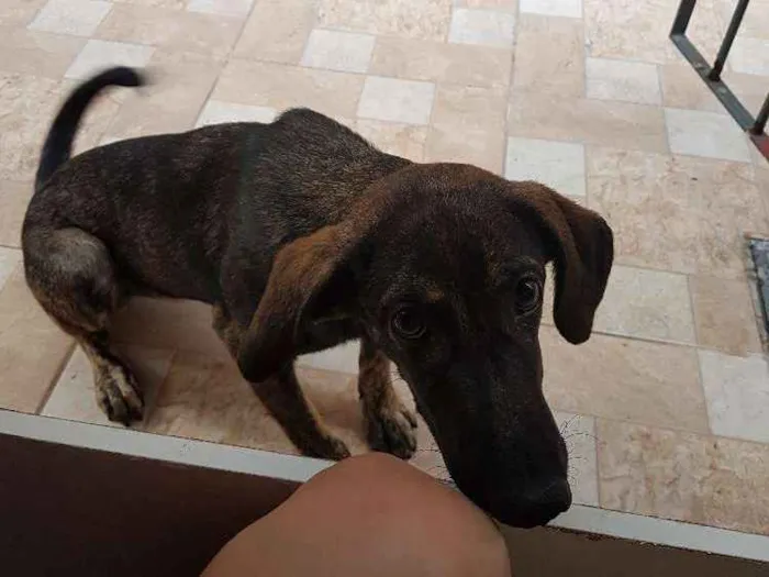 Cachorro ra a Vira lata idade 7 a 11 meses nome Nina