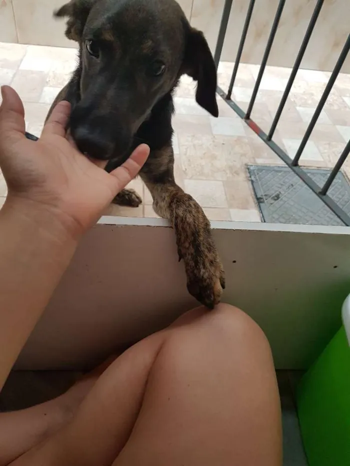 Cachorro ra a Vira lata idade 7 a 11 meses nome Nina