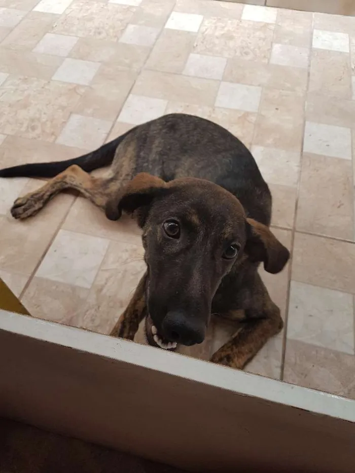Cachorro ra a Vira lata idade 7 a 11 meses nome Nina