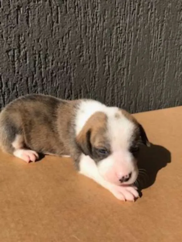 Cachorro ra a SRD idade Abaixo de 2 meses nome Sem nome