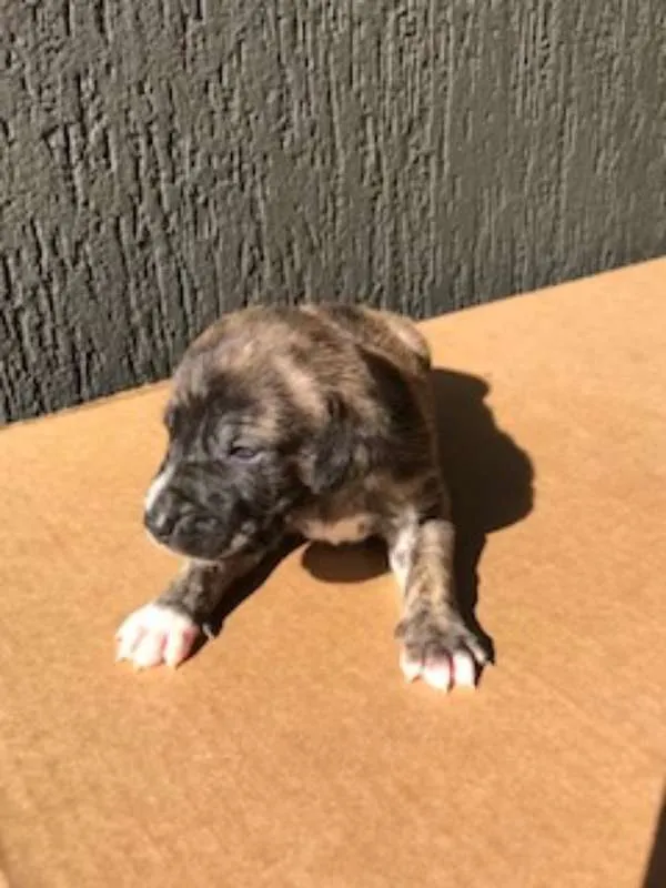 Cachorro ra a SRD idade Abaixo de 2 meses nome Sem nome