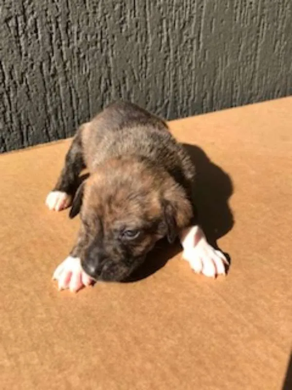 Cachorro ra a SRD idade Abaixo de 2 meses nome Sem nome