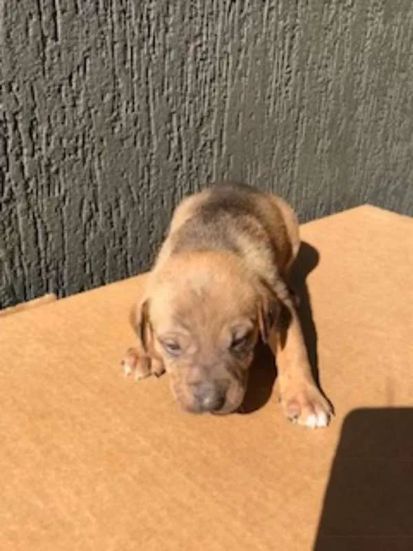 Cachorro ra a SRD idade Abaixo de 2 meses nome Sem nome