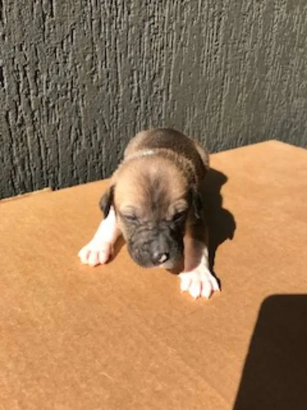 Cachorro ra a SRD idade Abaixo de 2 meses nome Sem nome