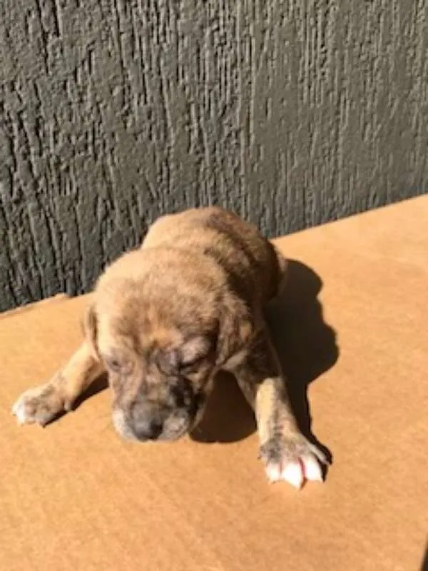 Cachorro ra a SRD idade Abaixo de 2 meses nome Sem nome