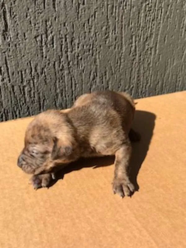 Cachorro ra a SRD idade Abaixo de 2 meses nome Sem nome