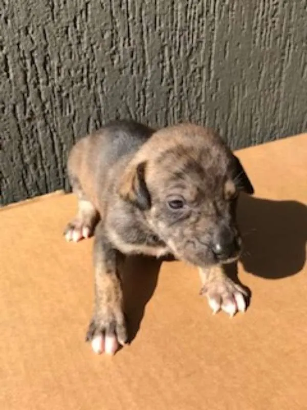 Cachorro ra a SRD idade Abaixo de 2 meses nome Sem nome