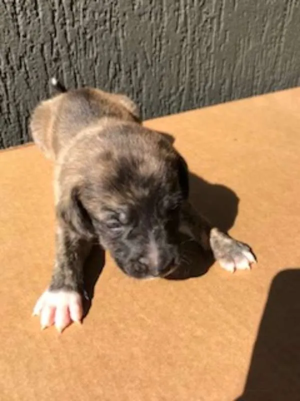 Cachorro ra a SRD idade Abaixo de 2 meses nome Sem nome
