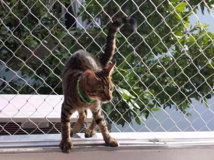 Gato ra a vira latinha idade 2 a 6 meses nome vicente