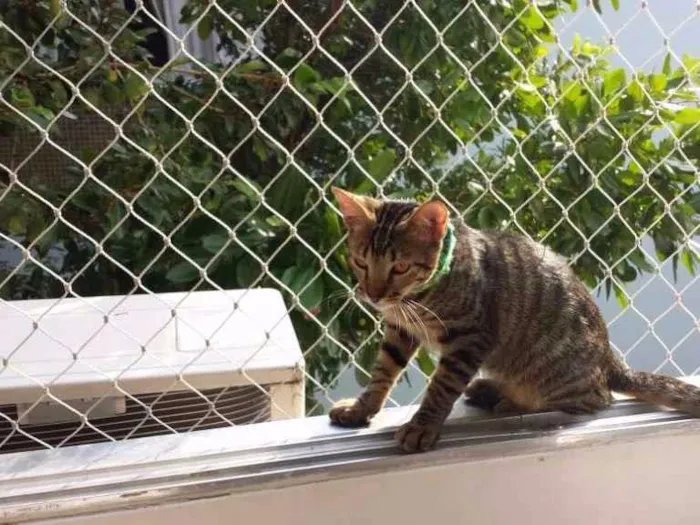 Gato ra a vira latinha idade 2 a 6 meses nome vicente
