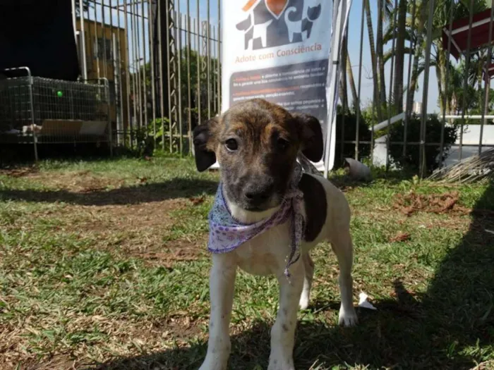 Cachorro ra a SRD idade 2 a 6 meses nome Tieta