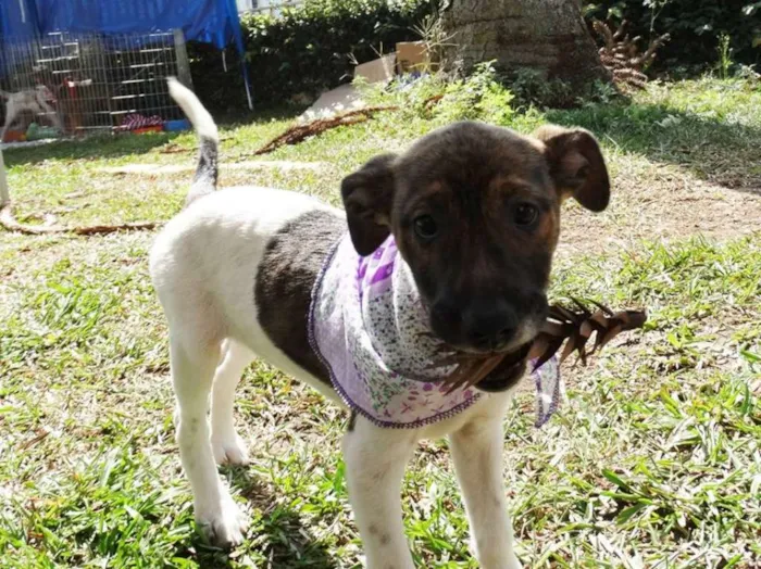 Cachorro ra a SRD idade 2 a 6 meses nome Tieta
