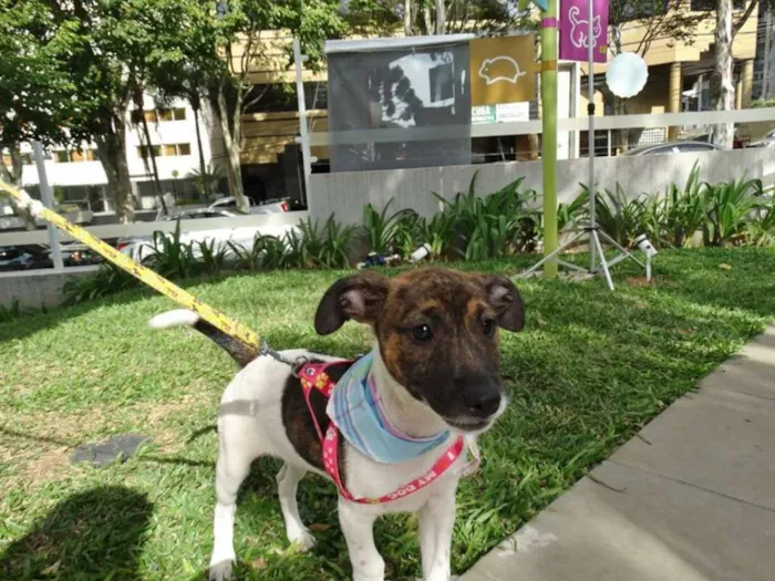 Cachorro ra a SRD idade 2 a 6 meses nome Tieta