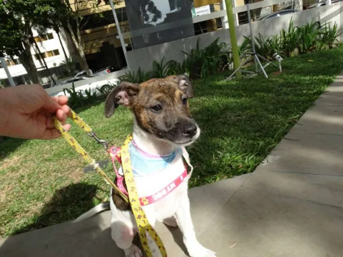 Cachorro ra a SRD idade 2 a 6 meses nome Tieta